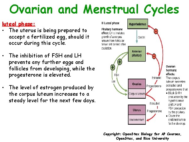 Ovarian and Menstrual Cycles luteal phase: • The uterus is being prepared to accept