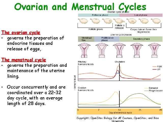 Ovarian and Menstrual Cycles The ovarian cycle • governs the preparation of endocrine tissues