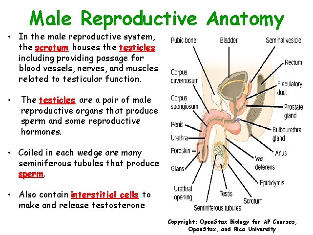 Male Reproductive Anatomy • In the male reproductive system, the scrotum houses the testicles