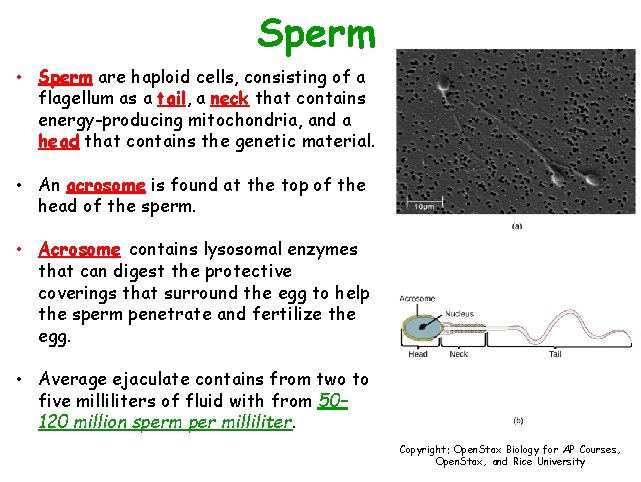 Sperm • Sperm are haploid cells, consisting of a flagellum as a tail, a