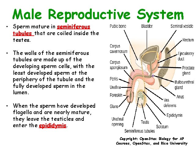 Male Reproductive System • Sperm mature in seminiferous tubules that are coiled inside the