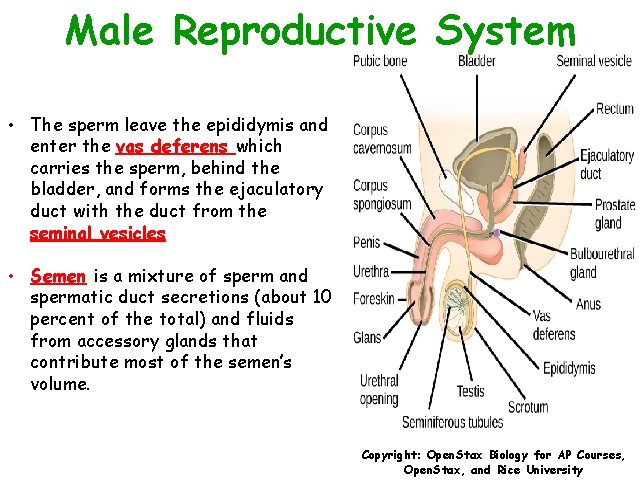 Male Reproductive System • The sperm leave the epididymis and enter the vas deferens
