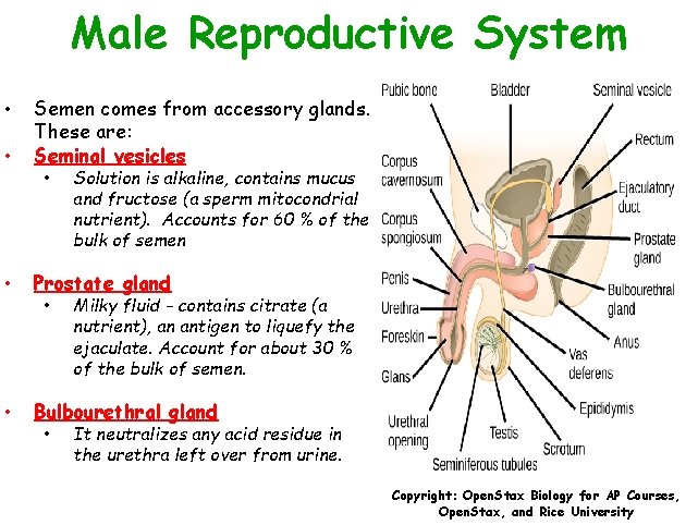 Male Reproductive System • • Semen comes from accessory glands. These are: Seminal vesicles