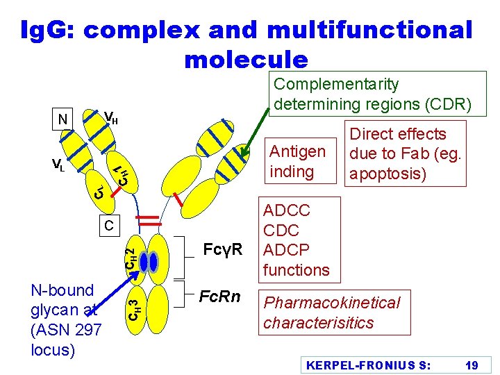 Ig. G: complex and multifunctional molecule Complementarity determining regions (CDR) VH CL 1 CH
