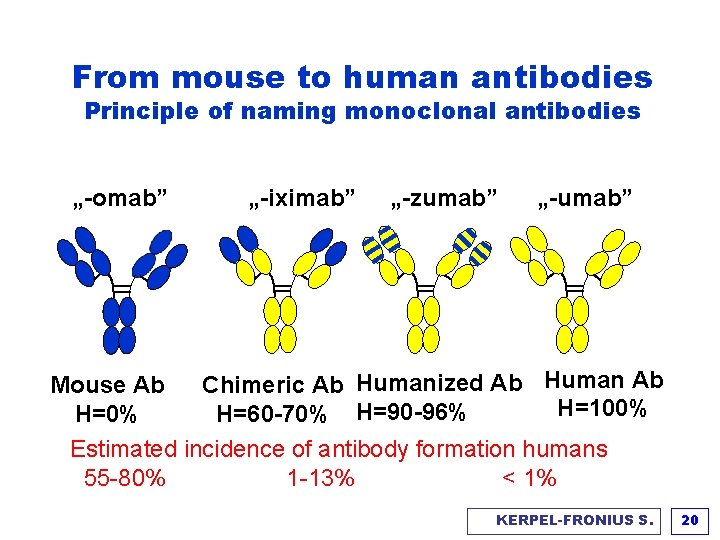 From mouse to human antibodies Principle of naming monoclonal antibodies „-omab” „-iximab” „-zumab” „-umab”