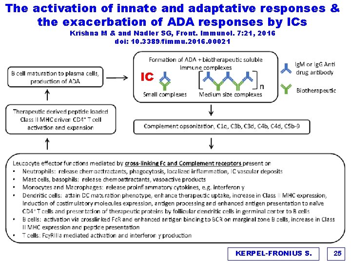 The activation of innate and adaptative responses & the exacerbation of ADA responses by