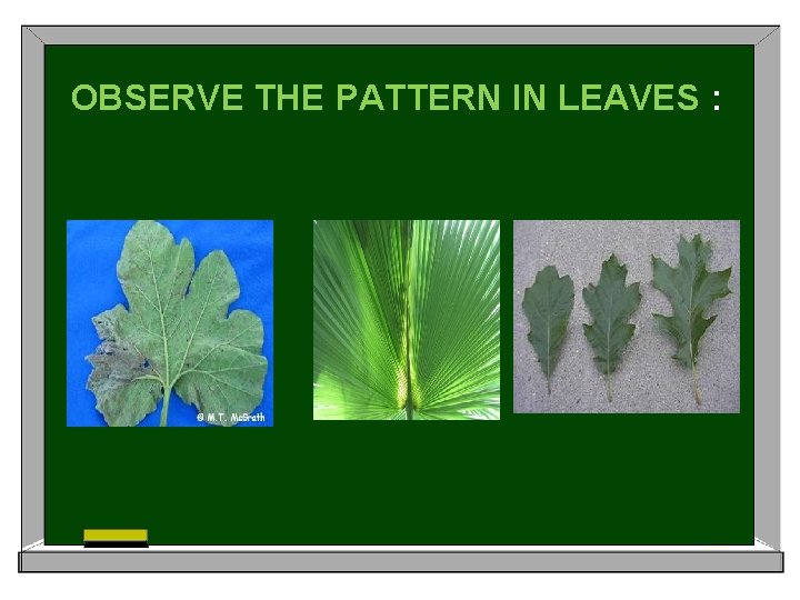 OBSERVE THE PATTERN IN LEAVES : 
