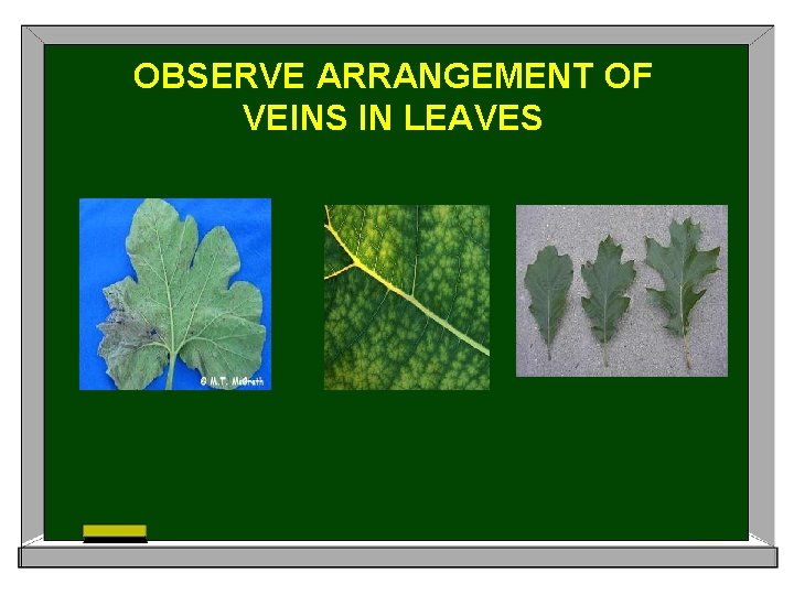 OBSERVE ARRANGEMENT OF VEINS IN LEAVES 