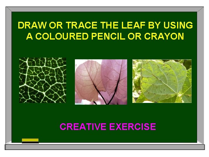 DRAW OR TRACE THE LEAF BY USING A COLOURED PENCIL OR CRAYON CREATIVE EXERCISE
