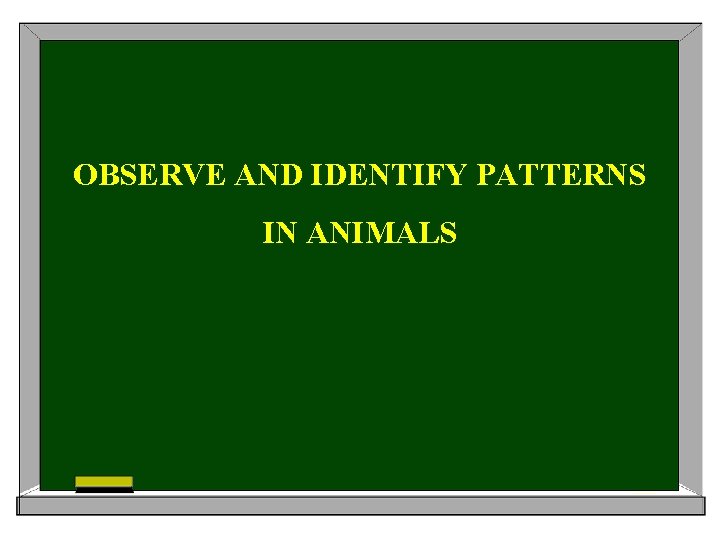 OBSERVE AND IDENTIFY PATTERNS IN ANIMALS 