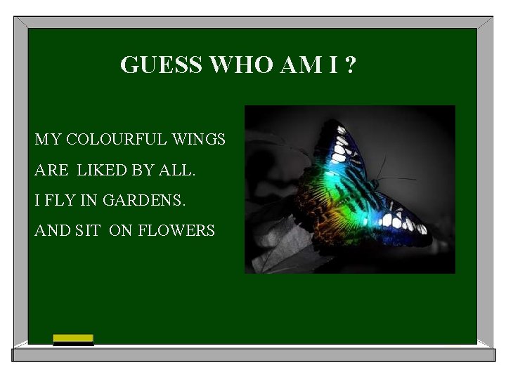 GUESS WHO AM I ? MY COLOURFUL WINGS ARE LIKED BY ALL. I FLY