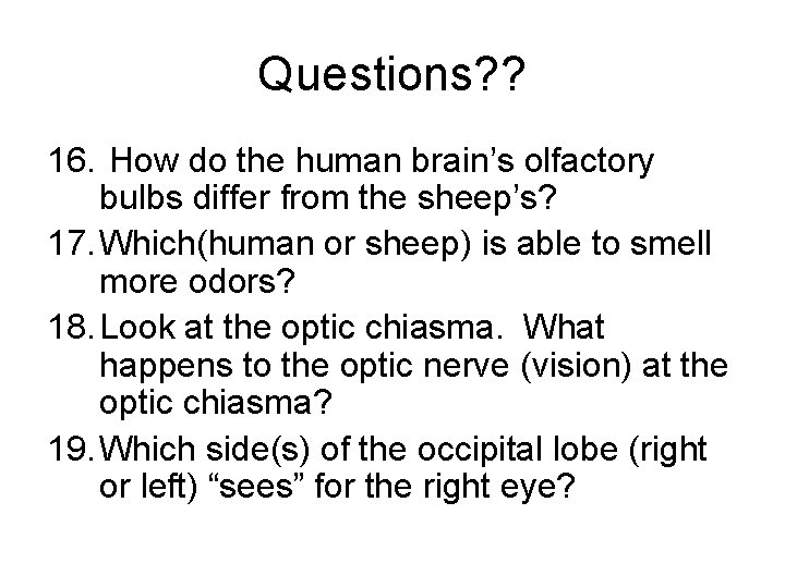 Questions? ? 16. How do the human brain’s olfactory bulbs differ from the sheep’s?