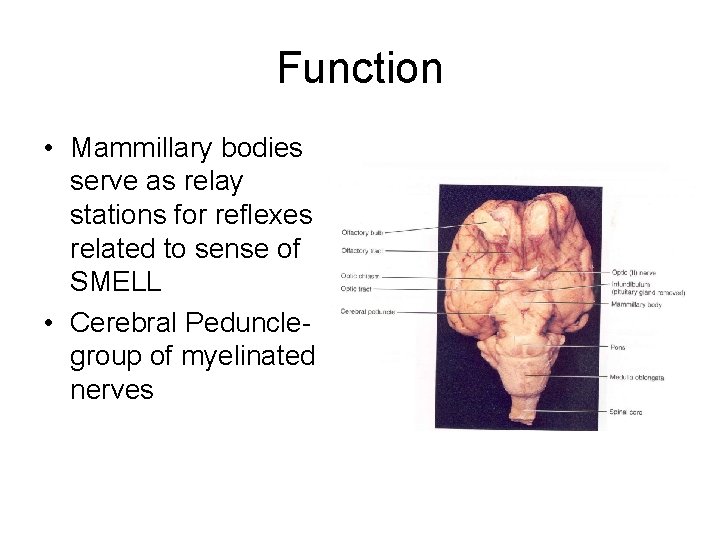 Function • Mammillary bodies serve as relay stations for reflexes related to sense of