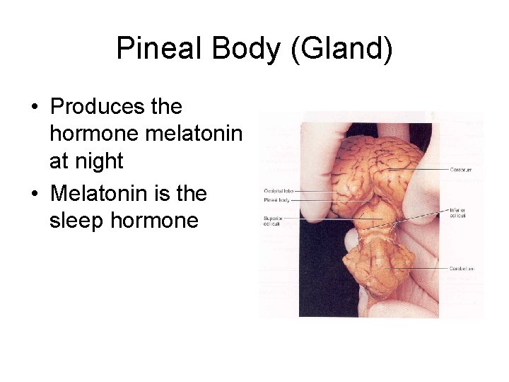 Pineal Body (Gland) • Produces the hormone melatonin at night • Melatonin is the