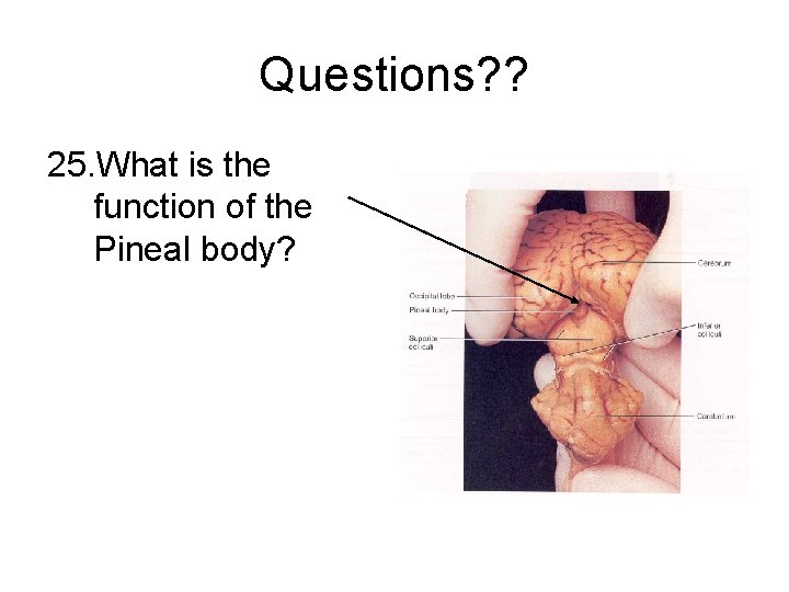 Questions? ? 25. What is the function of the Pineal body? 