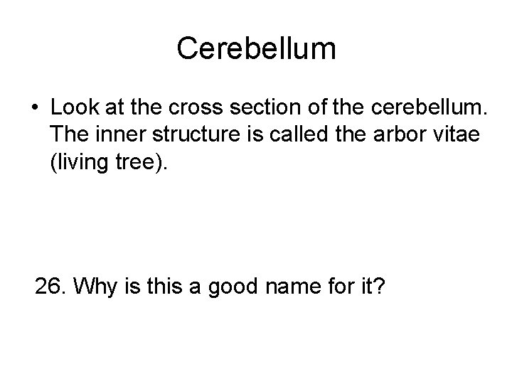 Cerebellum • Look at the cross section of the cerebellum. The inner structure is