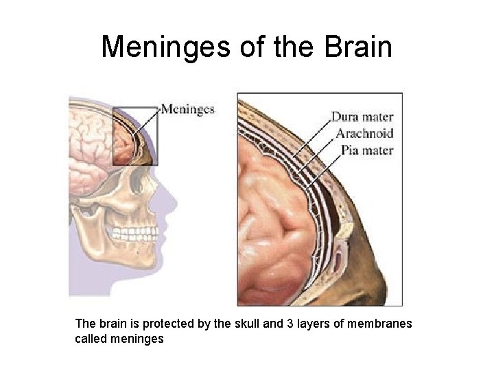 Meninges of the Brain The brain is protected by the skull and 3 layers