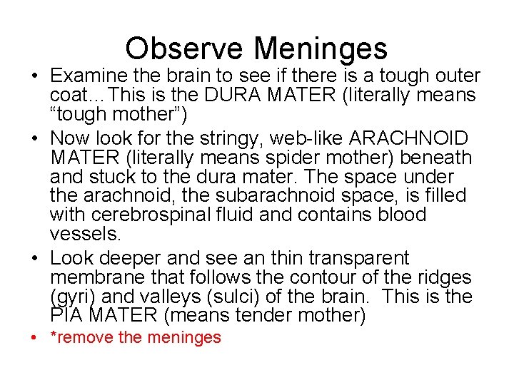 Observe Meninges • Examine the brain to see if there is a tough outer