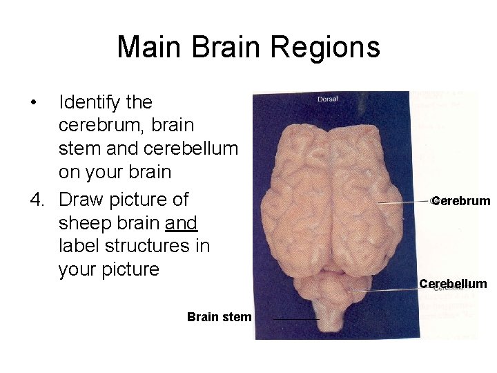 Main Brain Regions • Identify the cerebrum, brain stem and cerebellum on your brain