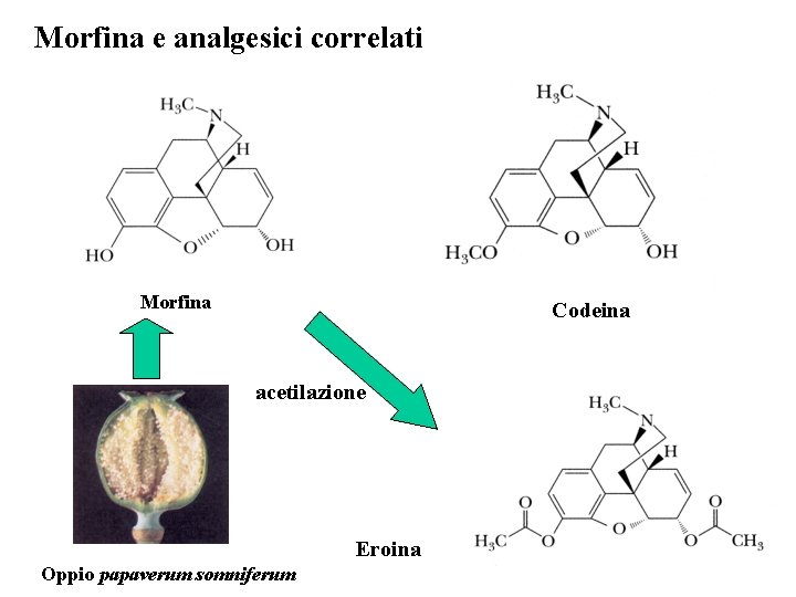 Morfina e analgesici correlati Morfina Codeina acetilazione Eroina Oppio papaverum somniferum 