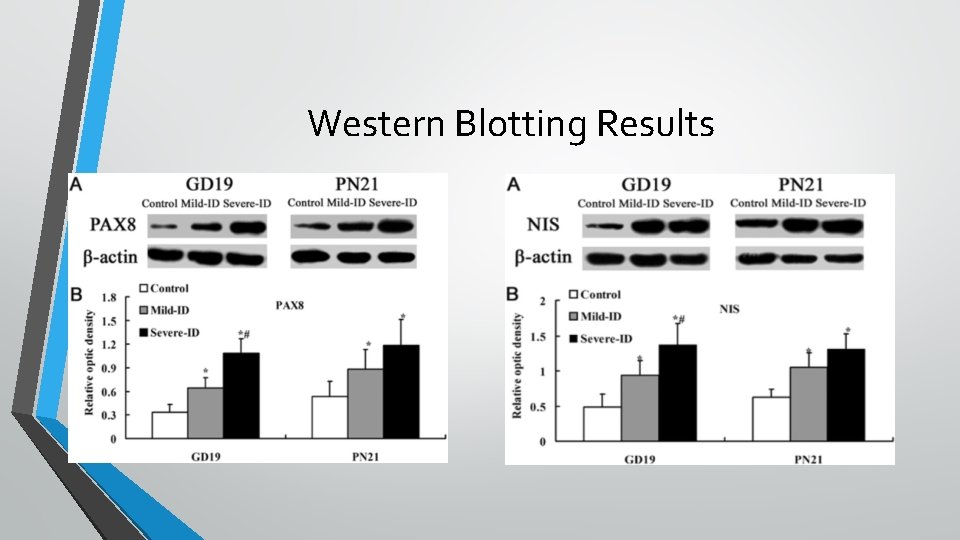 Western Blotting Results 