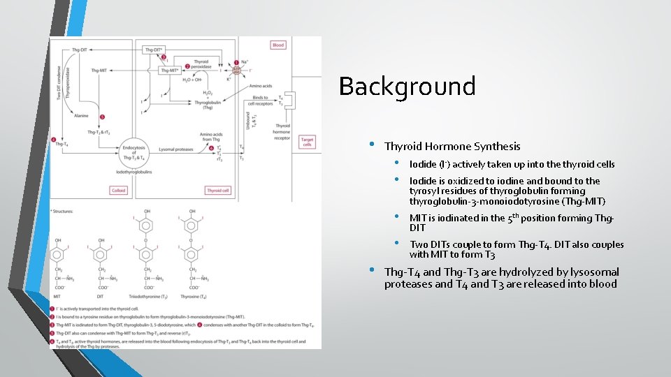 Background • Thyroid Hormone Synthesis • • Iodide (I-) actively taken up into the