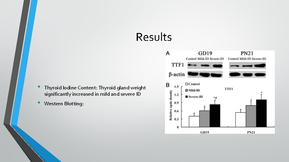 Results • Thyroid Iodine Content: Thyroid gland weight significantly increased in mild and severe