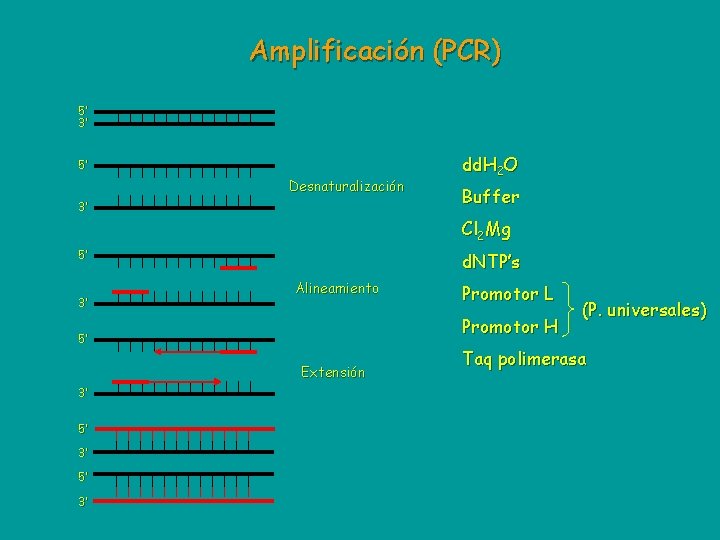 Amplificación (PCR) 5’ 3’ 5’ Desnaturalización 3’ dd. H 2 O Buffer Cl 2