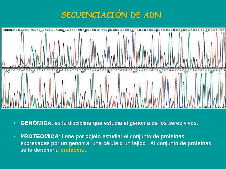 SECUENCIACIÓN DE ADN • GENÓMICA: es la disciplina que estudia el genoma de los