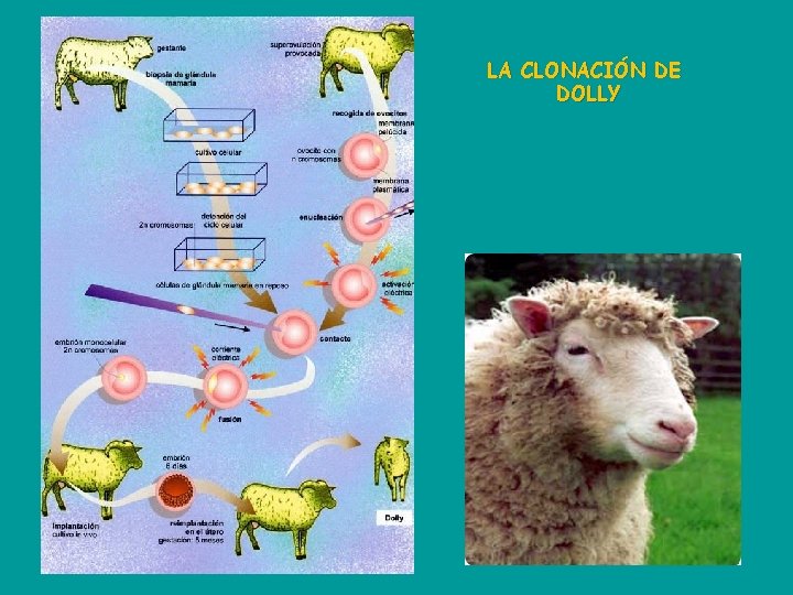 LA CLONACIÓN DE DOLLY 