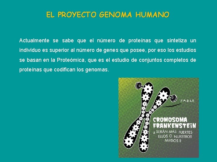 EL PROYECTO GENOMA HUMANO Actualmente se sabe que el número de proteínas que sintetiza