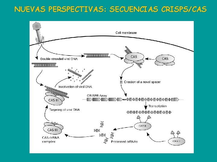 NUEVAS PERSPECTIVAS: SECUENCIAS CRISPS/CAS 