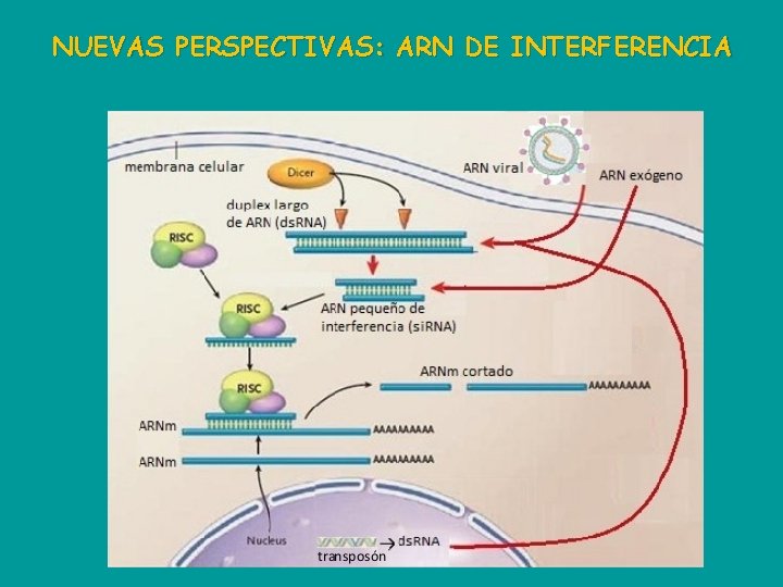 NUEVAS PERSPECTIVAS: ARN DE INTERFERENCIA 