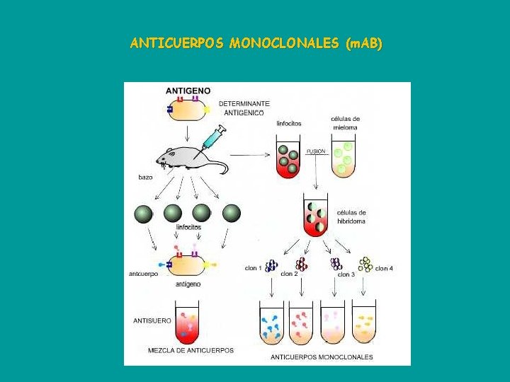 ANTICUERPOS MONOCLONALES (m. AB) 