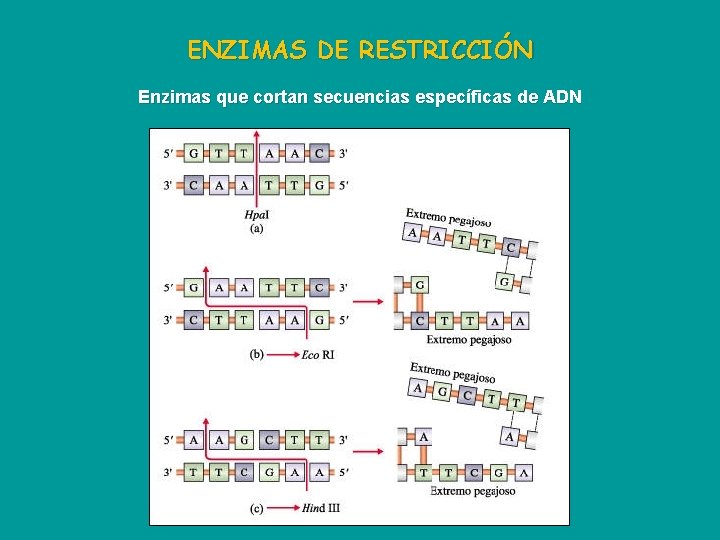 ENZIMAS DE RESTRICCIÓN Enzimas que cortan secuencias específicas de ADN 