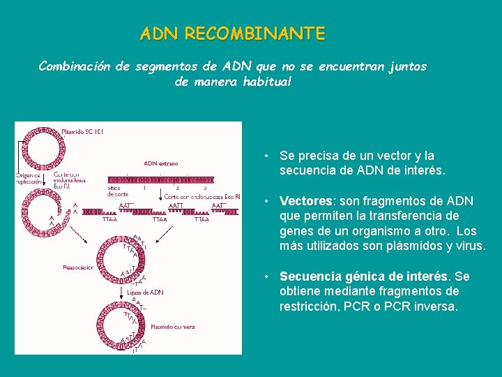 ADN RECOMBINANTE Combinación de segmentos de ADN que no se encuentran juntos de manera