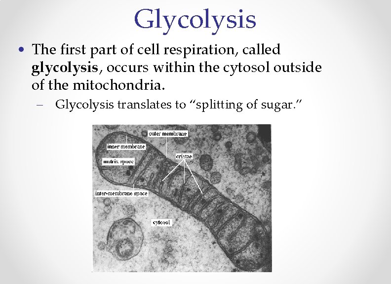 Glycolysis • The first part of cell respiration, called glycolysis, occurs within the cytosol