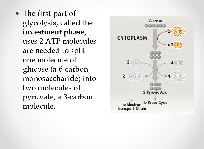  • The first part of glycolysis, called the investment phase, uses 2 ATP