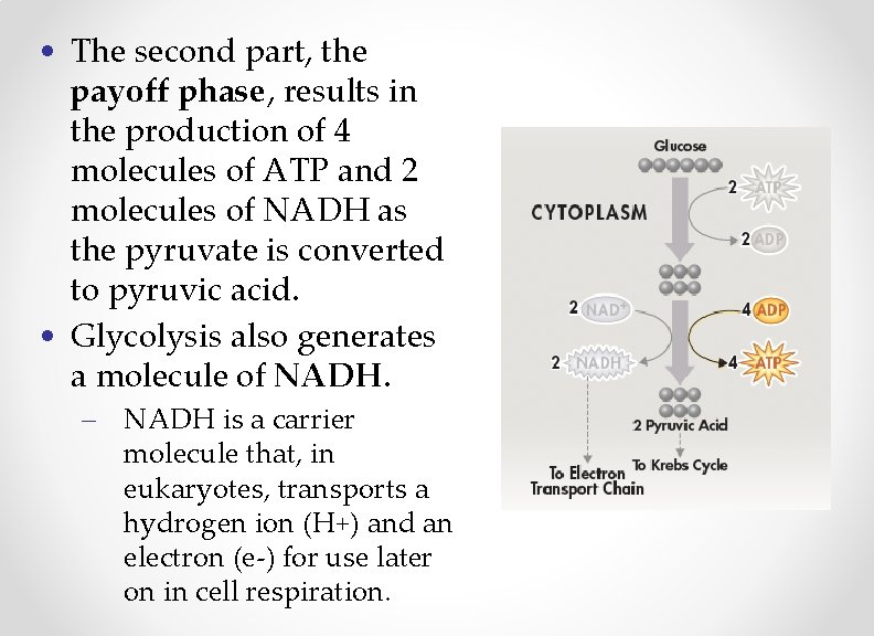  • The second part, the payoff phase, results in the production of 4