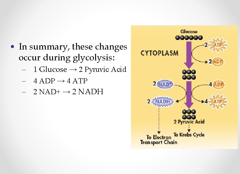  • In summary, these changes occur during glycolysis: – 1 Glucose → 2