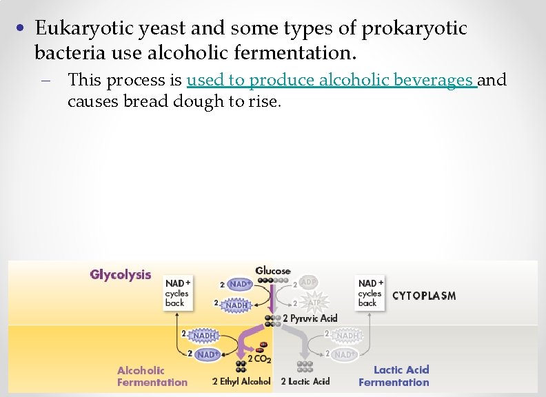  • Eukaryotic yeast and some types of prokaryotic bacteria use alcoholic fermentation. –