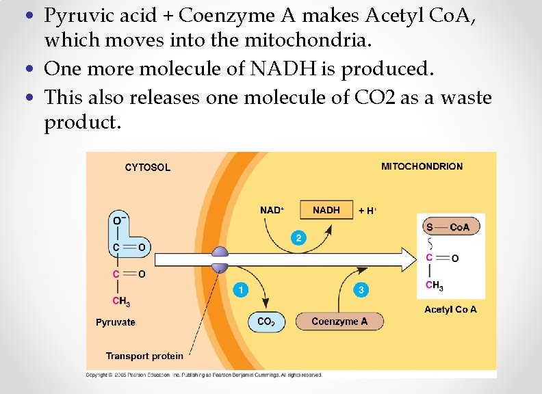  • Pyruvic acid + Coenzyme A makes Acetyl Co. A, which moves into