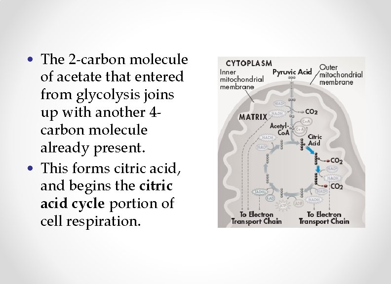  • The 2 -carbon molecule of acetate that entered from glycolysis joins up