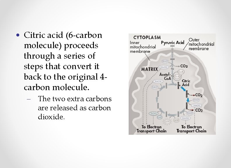 • Citric acid (6 -carbon molecule) proceeds through a series of steps that
