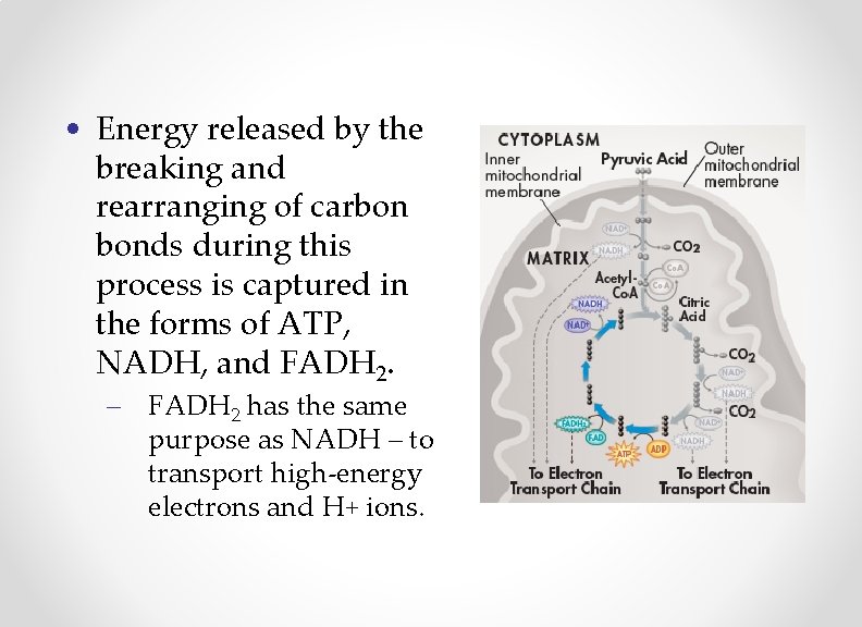  • Energy released by the breaking and rearranging of carbon bonds during this