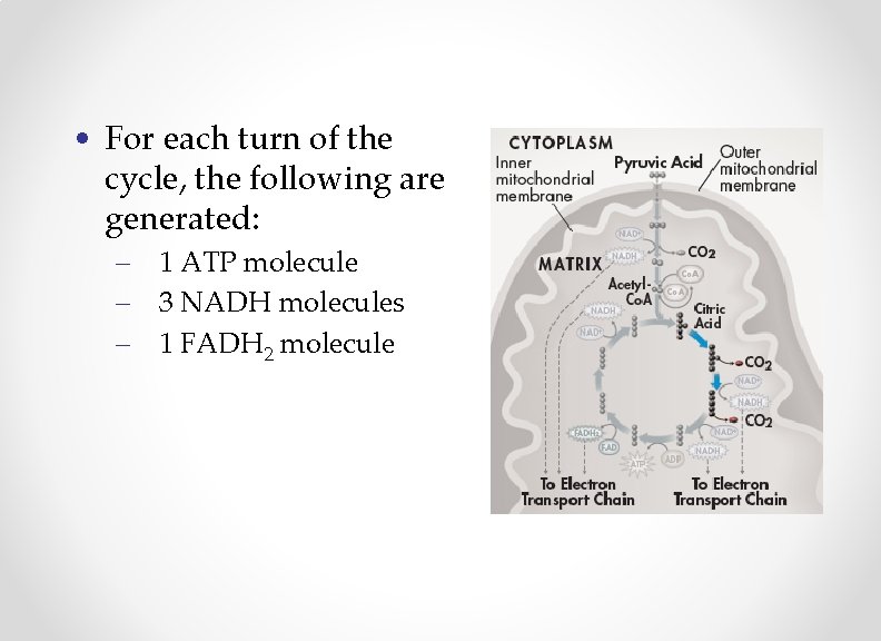  • For each turn of the cycle, the following are generated: – 1