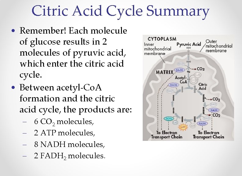 Citric Acid Cycle Summary • Remember! Each molecule of glucose results in 2 molecules