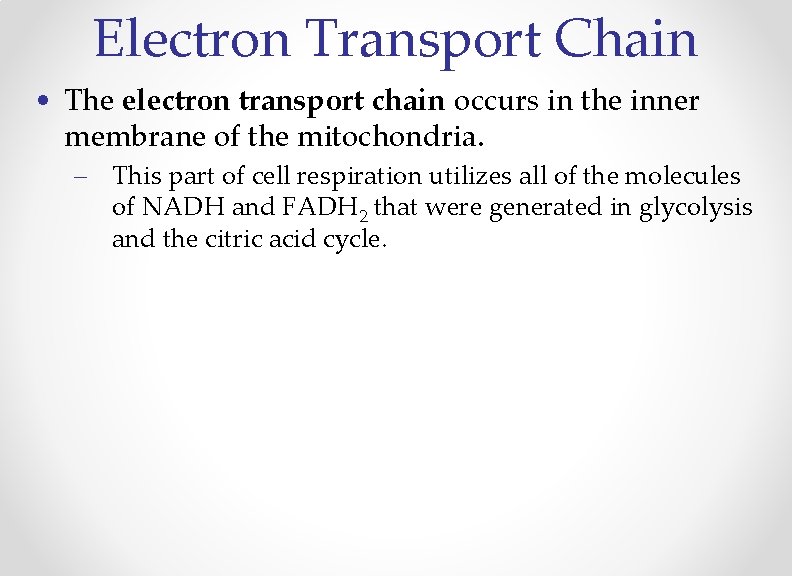 Electron Transport Chain • The electron transport chain occurs in the inner membrane of