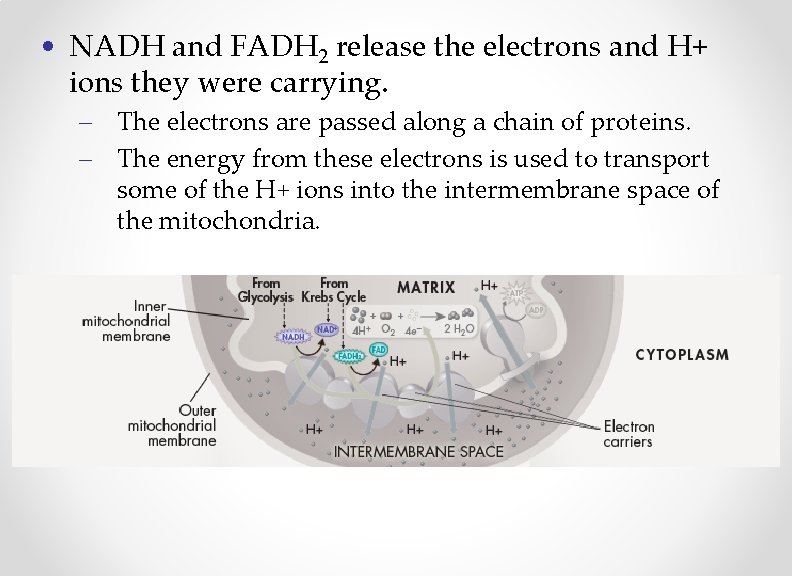  • NADH and FADH 2 release the electrons and H+ ions they were