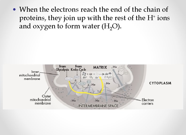 • When the electrons reach the end of the chain of proteins, they
